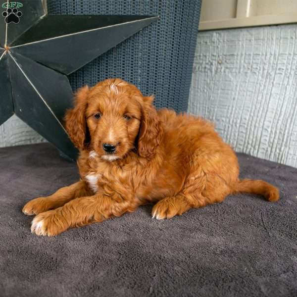 Dakota, Mini Goldendoodle Puppy
